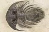 Bargain, Rare, Spiny Kolihapeltis Trilobite - Atchana, Morocco #226040-3